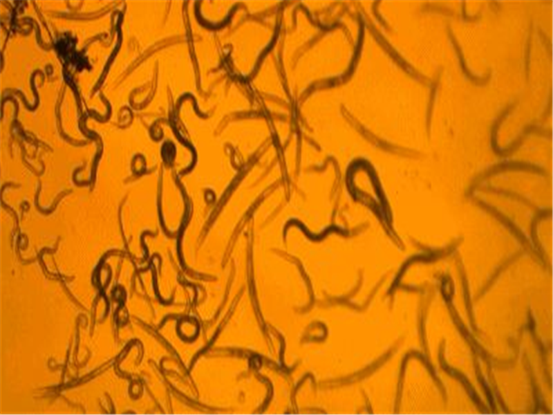 Plant nematode detection microscope (video microscope)